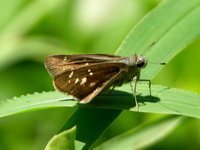 Small Branded Swift - ssp mathias  - Phuket