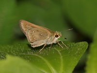 Small Branded Swift - ssp mathias  - Baan Maka