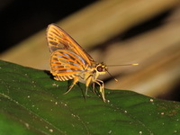 Spot-conjoined Lancer - ssp miriam  - Nam Tok Phlio NP
