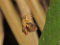 Spot-conjoined Lancer - ssp miriam  - Nam Tok Phlio NP