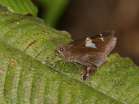 Spotted Demon - ssp alysos  - Umphang WS