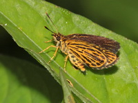 Tiger Hopper - ssp subvittatus  - Khao Luang Krung Ching NP
