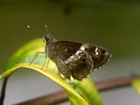 Tree Flitter - ssp praba - female  - Phuket