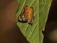 Tricolor Pied Flat - ssp uposathra - male  - Khao Luk Chang