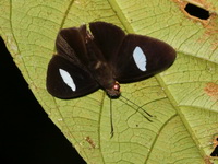 Velvet Flat - ssp queda - male  - Bala