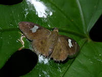 White Banded Flat - ssp asmara - male  - Phuket