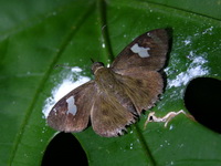 White Banded Flat - ssp asmara - male  - Phuket