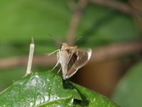 White-tipped Swift - male  - Phu Langka NP