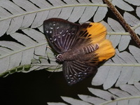 Yellow Flat - ssp pralaya  - Khao Yai NP