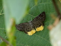 Yellow Flat - ssp pralaya  - Mae Wong NP