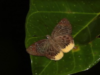 Yellow Flat - ssp trichoneura  - Bang Lang NP