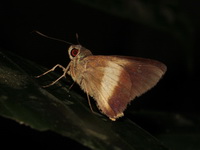 Yellow-banded Awl - ssp chuza - female  - Bala