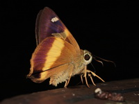 Yellow-banded Awl - ssp chuza - male  - Sri Phang Nga NP