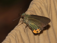 Yellow-tailed Awlking - ssp caudatus  - Bang Lang NP