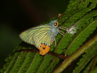 Yellow-tailed Awlking - ssp caudatus  - Khao Ramrom
