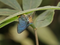 Yellow-tailed Awlking - ssp caudatus  - Kaeng Krachan NP