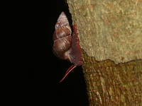 Coptocheilus sumatranus  - Bang Lang NP