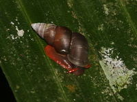 Coptocheilus sumatranus  - Bala