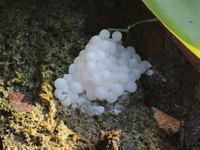 Pila virescens - eggs  - Baan Maka
