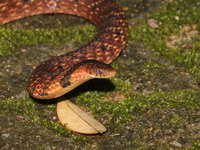 Assam Mountain Snake  - Kaeng Krachan NP