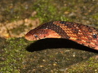 Assam Mountain Snake  - Kaeng Krachan NP