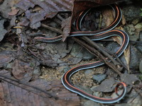 Banded Malaysian Coral Snake - lineata  - Bala