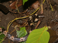 Banded Wolf Snake  - Mae Moei NP