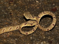 Bengkulu Cat Snake  - Khao Luang Krung Ching NP
