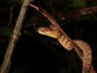 Berdmore's Slug Snake  - Baan Maka