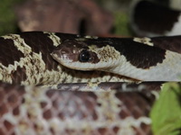 Blanford's Bridle Snake  - Baan Maka