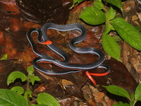 Blue Malaysian Coral Snake  - Bala