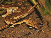 Brongersma's Short-tailed Python  - Baan Maka
