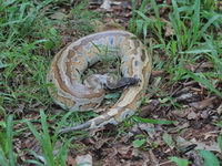 Brongersma's Short-tailed Python  - Phuket