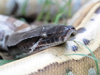 Brongersma's Short-tailed Python  - Phuket
