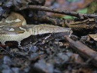 Brongersma's Short-tailed Python  - Kaeng Krachan NP