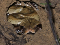 Brongersma's Short-tailed Python  - Bang Lang NP