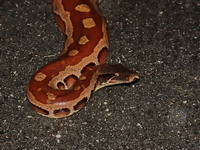 Brongersma's Short-tailed Python  - Bala