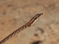 Brown Whip Snake  - Bala