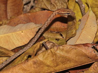 Brown Whip Snake  - Bala