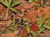 Brown Wolf Snake - juvenile  - Bala