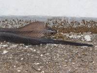 Brown-banded Cobra  - Umphang