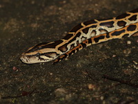 Burmese Python  - Baan Maka