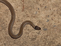 Cambodian Kukri Snake  - Baan Maka
