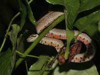 Cambodian Kukri Snake  - Baan Maka