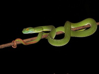 Cardamom Green Pit Viper - male  - Khao Soi Dao WS