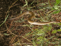 Chanard's Water Snake  - Chantaburi