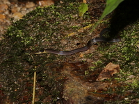 Collared Reed Snake  - Khlong Yan WS