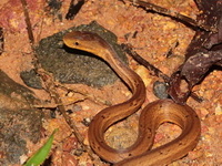 Common Mock Viper  - Thung Chalee
