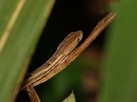 Common Mock Viper  - Kui Buri NP