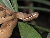 Common Mock Viper  - Baan Maka